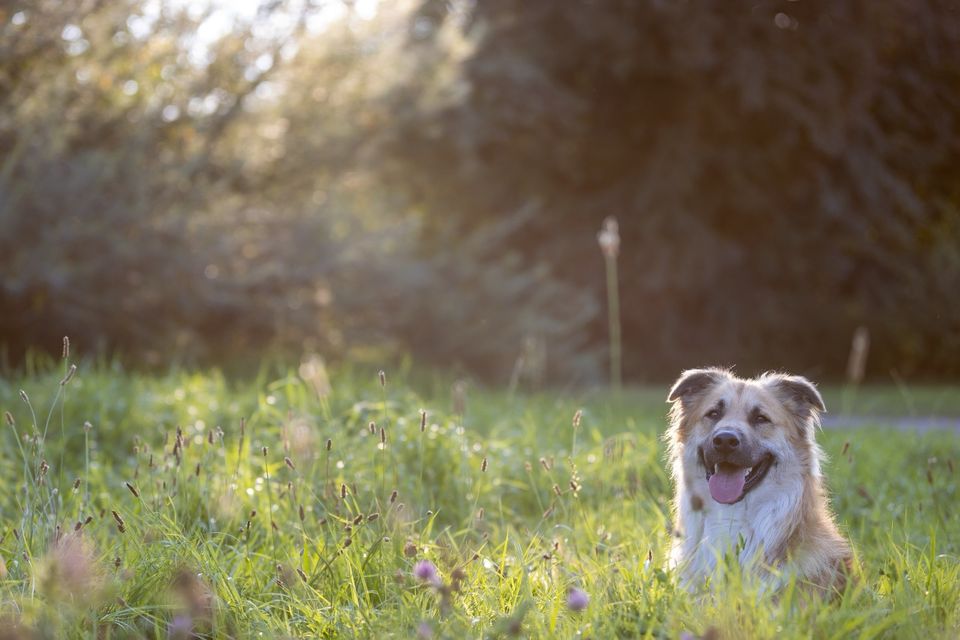 Schäferhund Collie Mix in Seelze