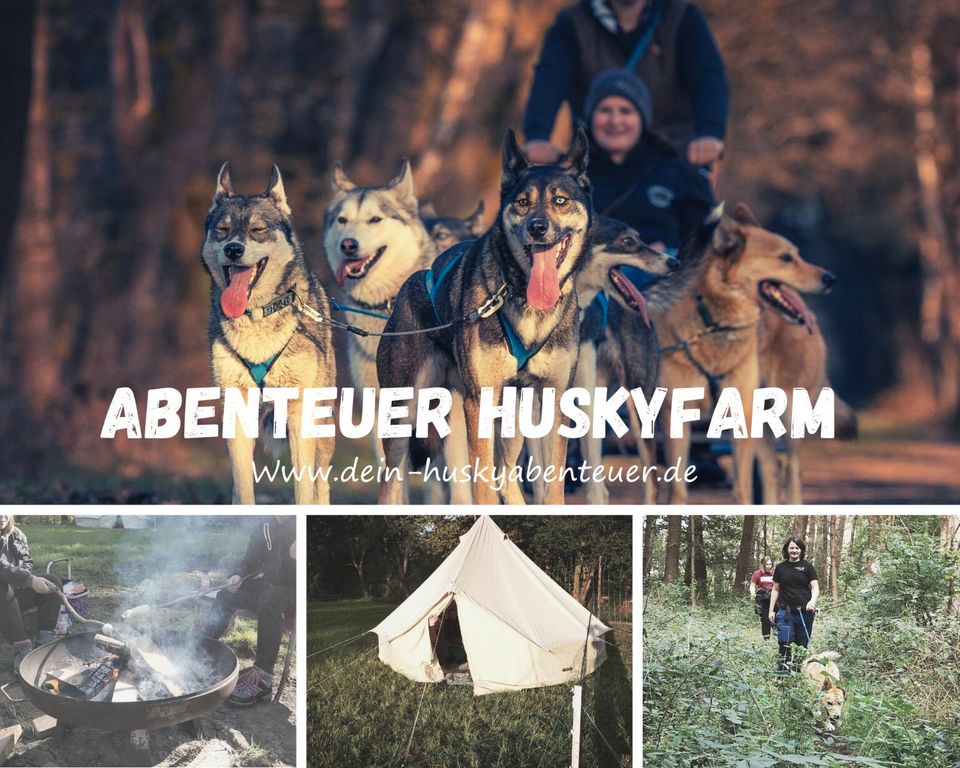 Huskyfahrt, Huskytour, Schlittenhundefahrt in Engelschoff