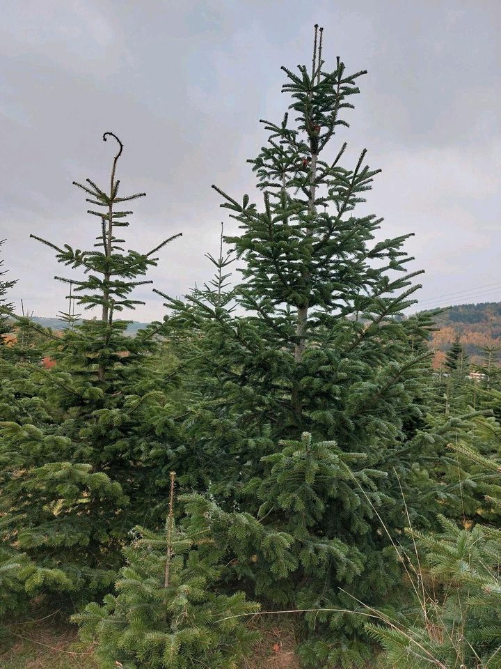 Weihnachtsbäume ungespritzt natürlich Bio Qualität in Dippoldiswalde