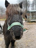 Pflegebeteiligung / Reitbeteiligung Shetlandpony Nordrhein-Westfalen - Bottrop Vorschau