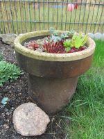 Sedum Hauswurz bepflanzte Tonröhre ausgefallen dekorativ 35 cm Niedersachsen - Algermissen Vorschau