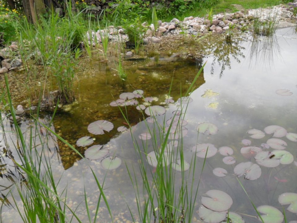 Teichpflanzen vom pumpenlosen Schwimmteich in Wustermark