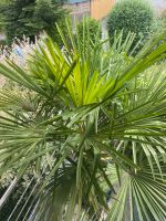 ❤️ Hanfpalme Trachycarpus winterhart Handaufzucht TOP Qualität ⚠️ Bayern - Burgthann  Vorschau