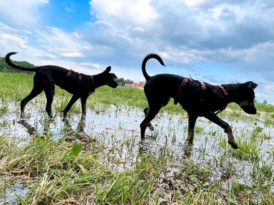 MONROE Pinscher Mischling Tierschutz Hund Rüde in Nürnberg (Mittelfr)