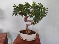 Ficus Ginseng Chinesische Feige Bonsai Übertopf Pflanze KIEL (2) Kiel - Wellsee-Kronsburg-Rönne Vorschau