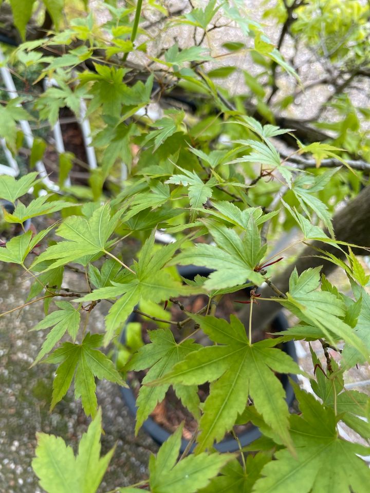 Japanischer Fächer-Ahorn (Acer palmatum) in Heidelberg