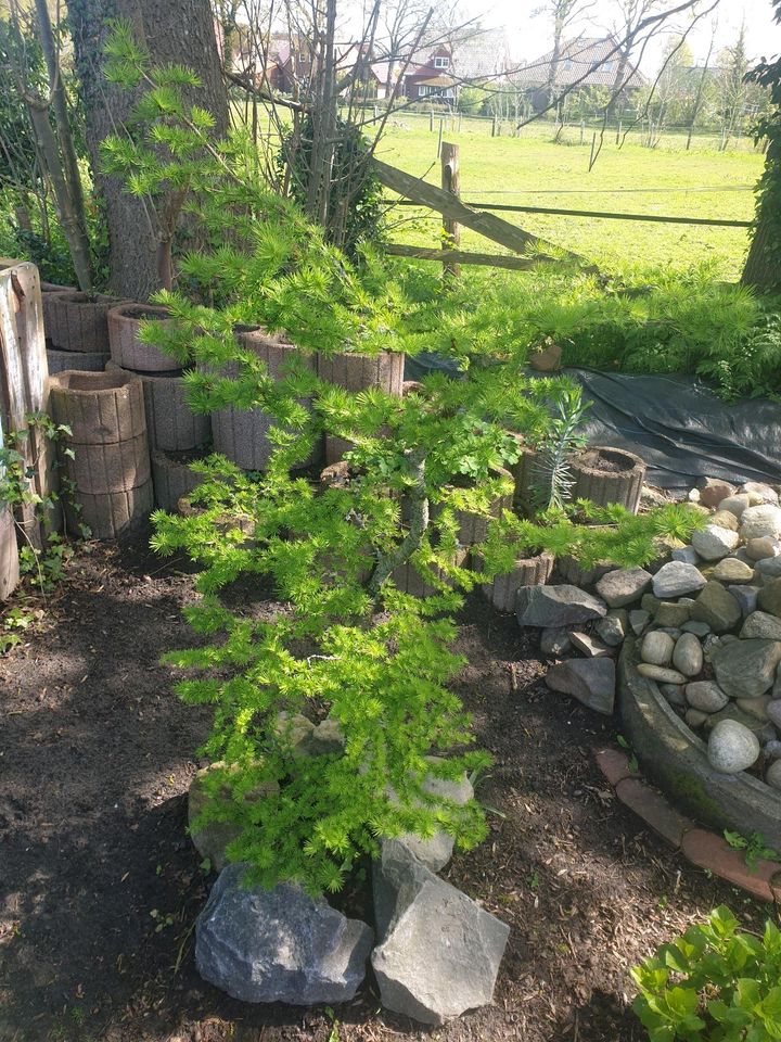 Garten Bonsai Japanische Lärche in Westerstede