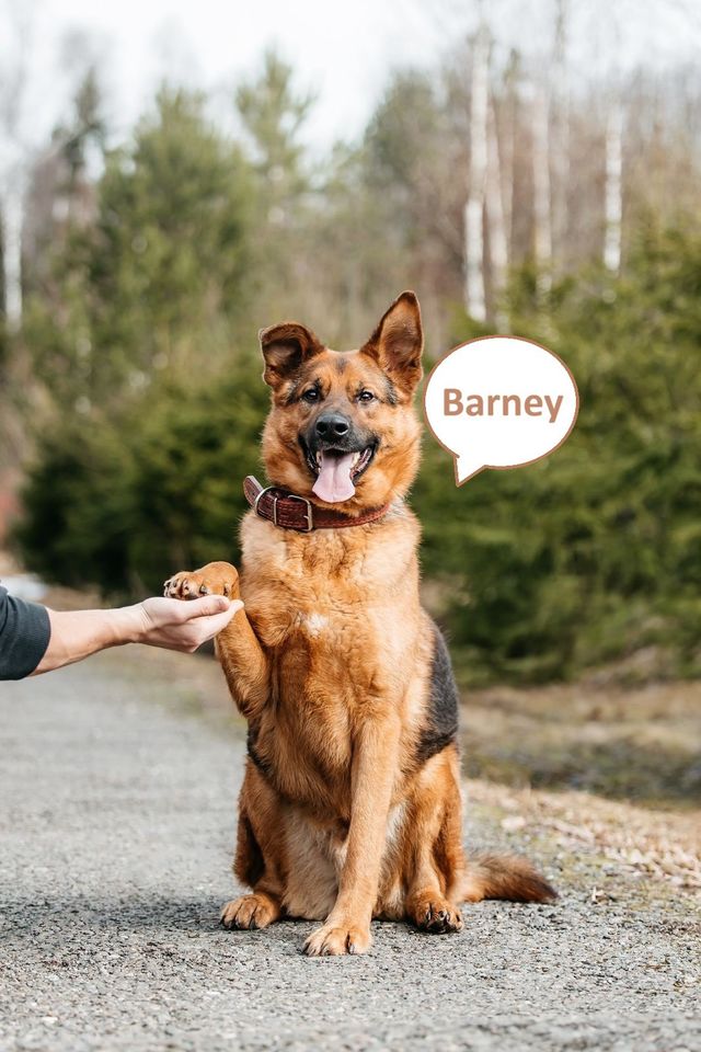 Tierschutz - Barney  sucht die beste Familie! in Hamburg