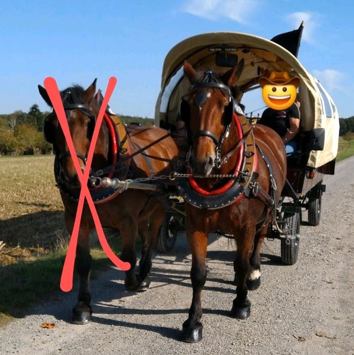 Süddeutsches Kaltblut Gespann in Waldbrunn