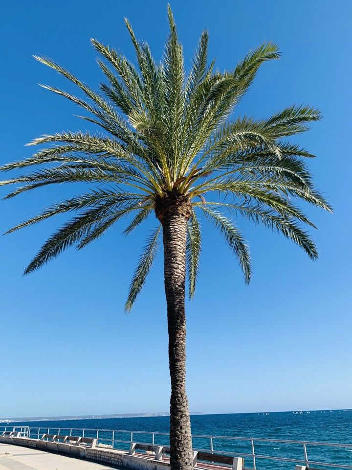 Wunderschöne Ferienwohnung in der Cala Mandia, Mallorca mit Pool in Willich