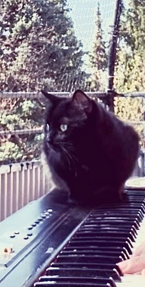 Katze vermisst (schwarz 7.j ,weibl. in Wehrheim