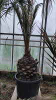 Phoenixpalme Phoenix canariensis kanarische Dattelpalme XXL Stamm Nordrhein-Westfalen - Nordkirchen Vorschau