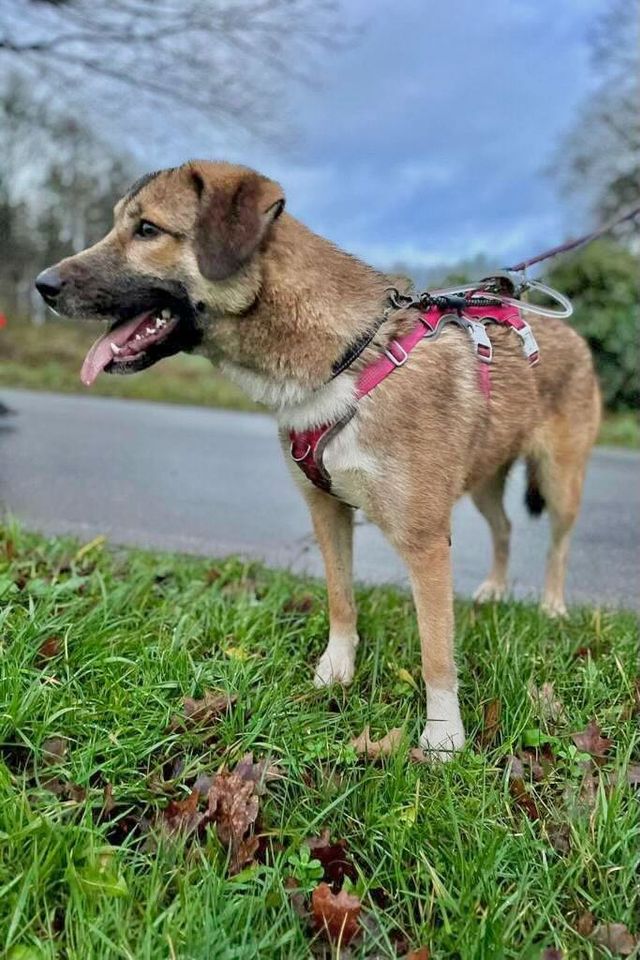 Kalinka (ca. 2 Jahre) – tolle Hündin sucht noch tollere Menschen! in Rastenberg