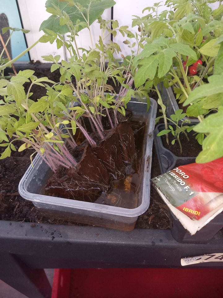 Verschiedene Tomaten Pflanzen in Welden