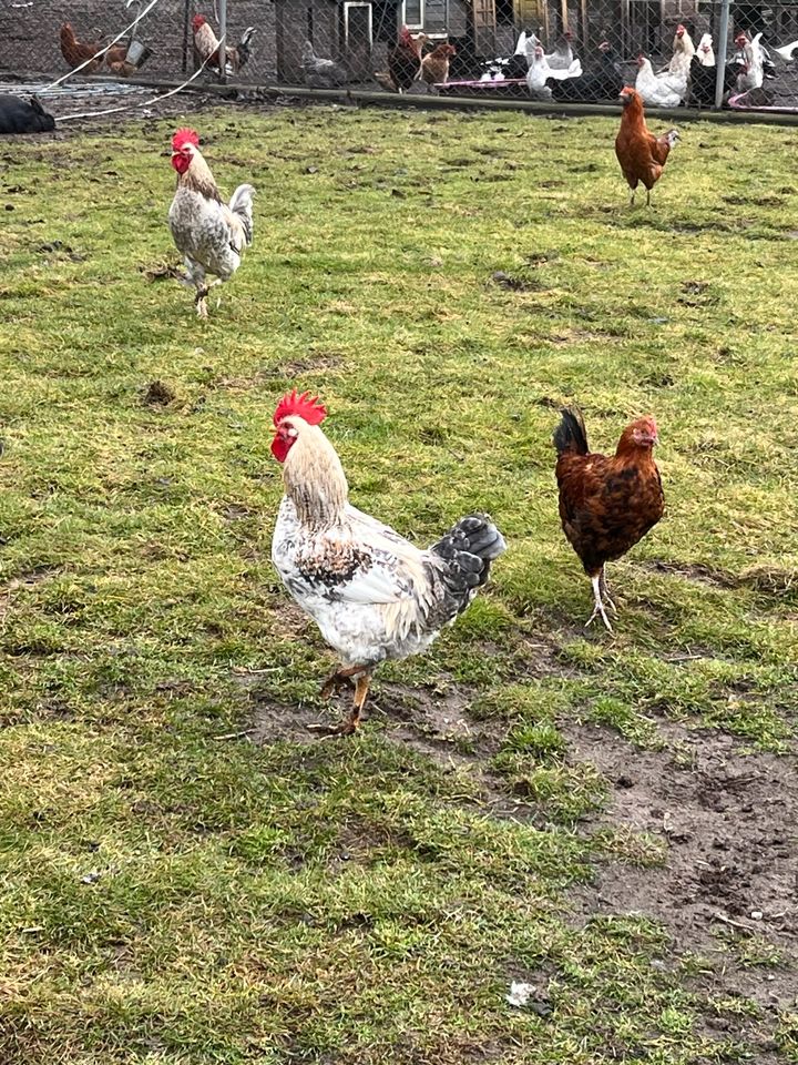 Gockel abzugeben in Ebensfeld