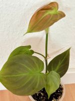 Philodendron campostoportoanum Baden-Württemberg - Bretten Vorschau