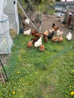 Bruteier Hühner hühnerbruteier Eier Rheinland-Pfalz - Nickenich Vorschau