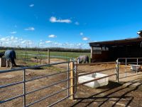 Offenstallplatz/Box für Stuten in Diätgruppe Schleswig-Holstein - Neuenbrook Vorschau