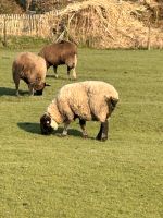 ✅ Schaf Schafbock Zwartbles Suffolk Niedersachsen - Jemgum Vorschau