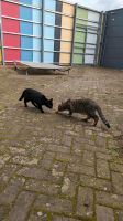 Luna & Lumpi - aufgewecktes Geschwisterpaar sucht ein Zuhause ♥️ Düsseldorf - Gerresheim Vorschau