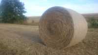 Heu Silage Silo Rundballen Luzerne Cr Sachsen - Crimmitschau Vorschau