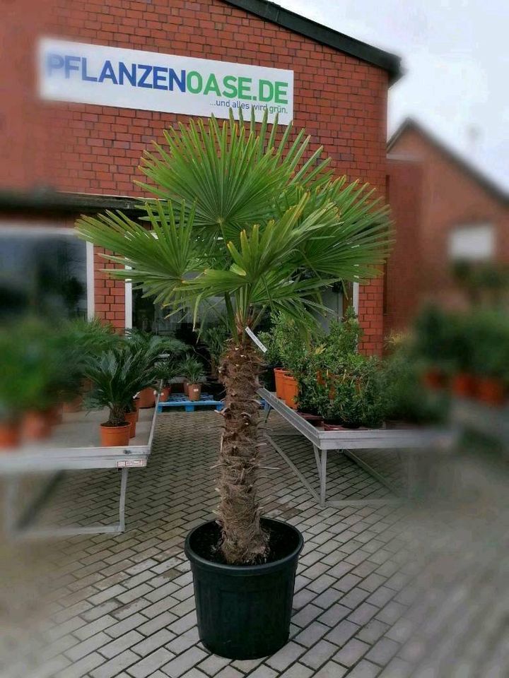 Trachycarpus Fortunei chinesische Hanfpalme Winterharte Palmen in Oberhausen