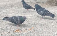 Tauben aus dem Tierschutz suchen Zuhause in Voliere -statt Hühner Nürnberg (Mittelfr) - Mitte Vorschau