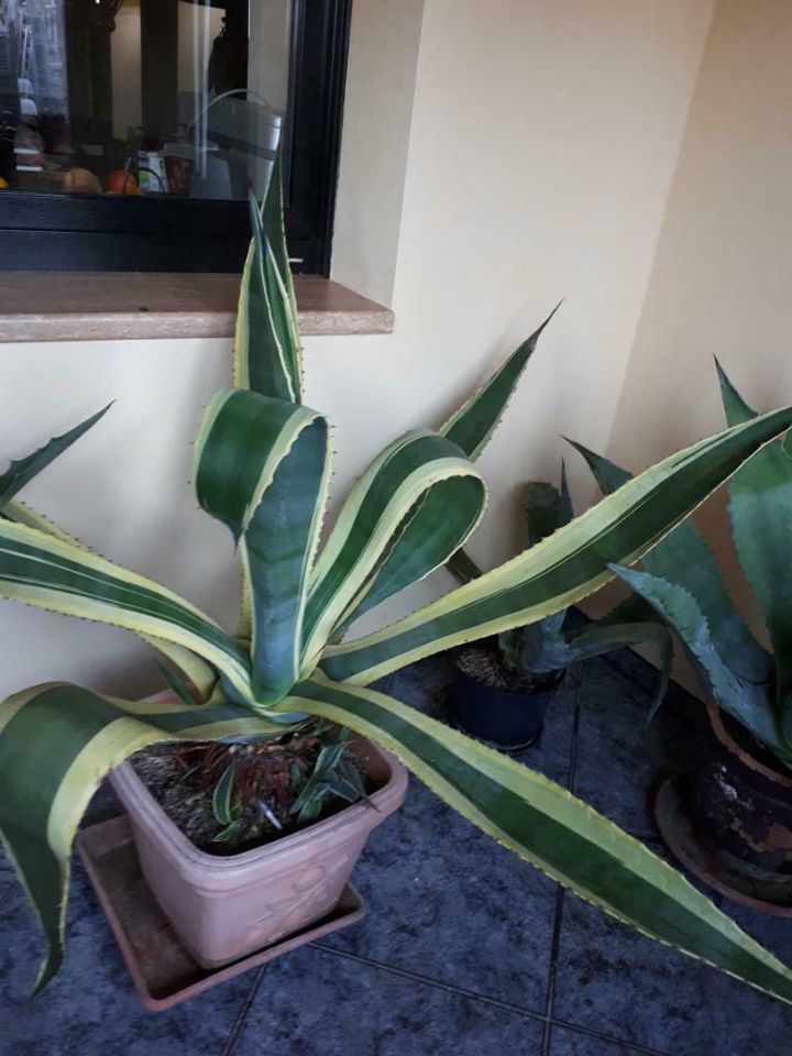 Agave verschiedene Sorten und Größen in Zabenstedt