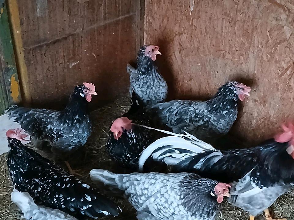 Eier/Hühner/Italiener/blau weiß gescheckt/keine Bruteier in Limbach-Oberfrohna