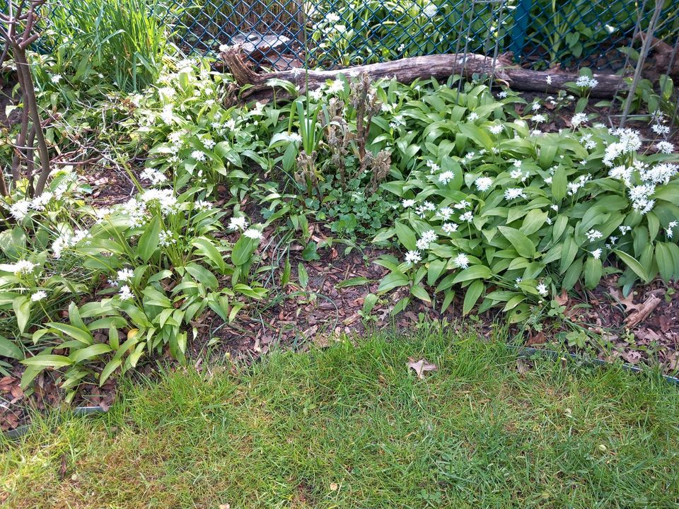 Bärlauch aus dem eigenem Garten abzugeben in Berlin