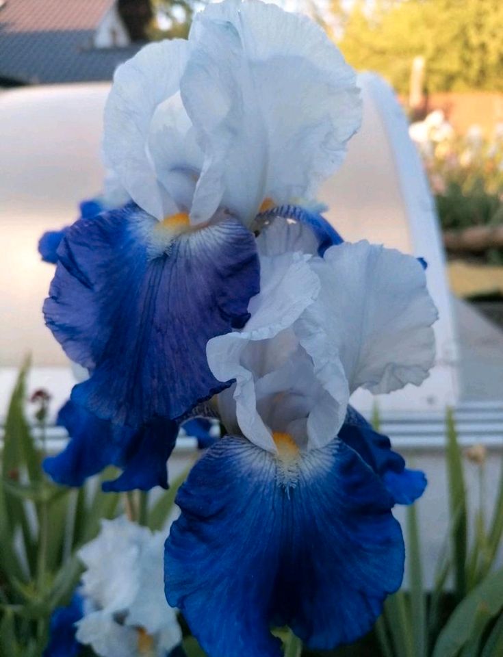 Schwertlilien Iris Stauden Insektenmagnet in Wegendorf (Altlandsberg)