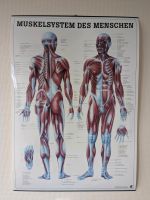 Lehrtafel / Poster "Menschliches Muskelsystem", LxB 100x70 cm, Niedersachsen - Braunschweig Vorschau