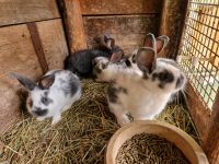 Kaninchen Hasen Blaue Wiener Deutsche Riesen Bayern - Prackenbach Vorschau