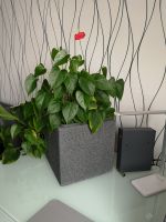 Blume Anthurie + GRATIS Blumentopf, Scheurich Pflanzgefäß Cube Nordrhein-Westfalen - Gevelsberg Vorschau