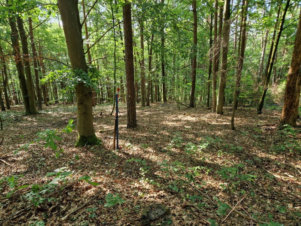 Wald, Forstfläche, Forst in Triefenstein