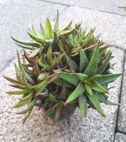 Haworthia ähnlich Concolor große Pflanze Rheinland-Pfalz - Hauptstuhl Vorschau