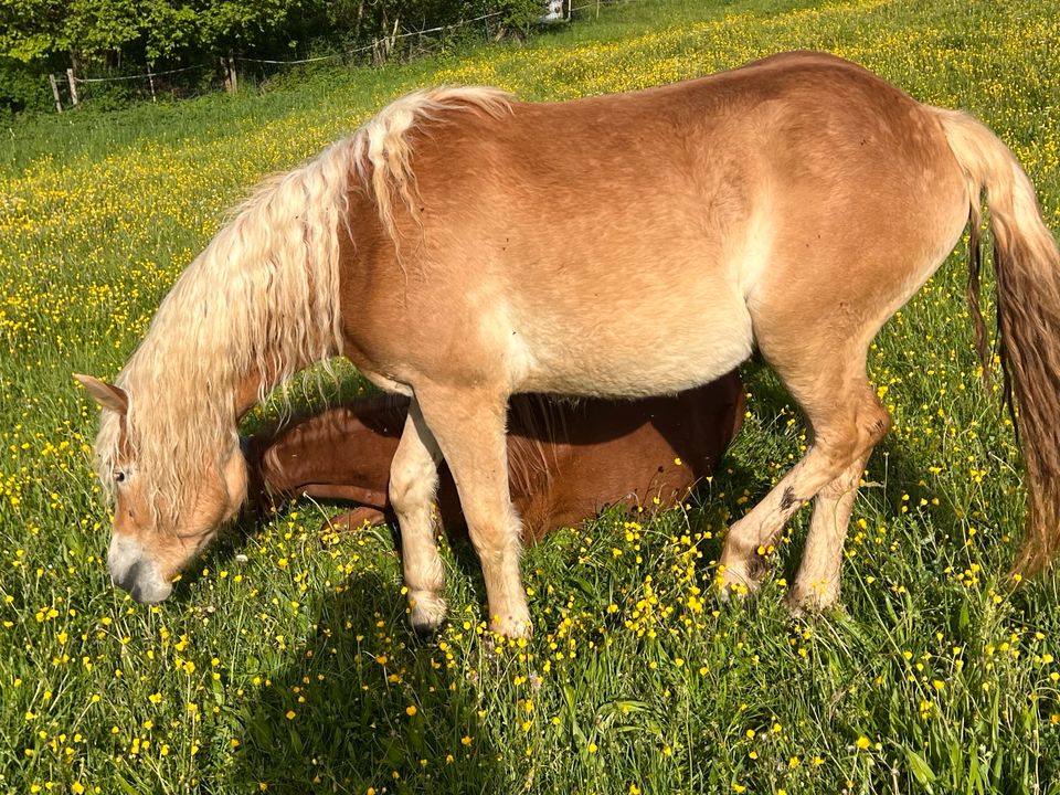 Haflingerstute in Eschach (bei Schwäbisch Gmünd)