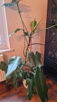 Zimmerpflanze Philodendron Sachsen - Grimma Vorschau