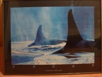 Poster mit Rahmen ORCAS PHOTOGRAPH BOB TALBOT Niedersachsen - Wildeshausen Vorschau