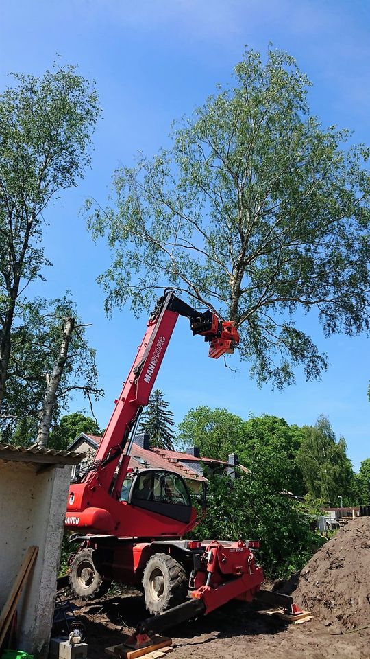 Baumpflege - Baumfällung - Baufeld Beräumung - Stubben fräsen in Rostock