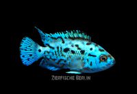 "ELECTRIC BLUE DEMPSEY" Rocio octofasciata 2-3 cm 14,90 € Brandenburg - Hoppegarten Vorschau