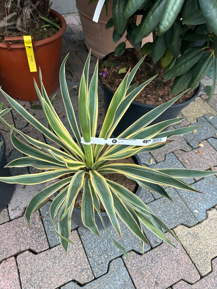 Yucca Gloriosa Variegata Winterhart Stammbildend in Engelskirchen