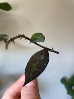 Hoya krohniana black leaves pozellanblume 2 Ableger Wandsbek - Hamburg Eilbek Vorschau