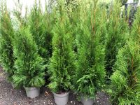 Sonderpreis Thuja Smaragd Lebensbaum 70-100cm Hecke Thujen Thujas Baden-Württemberg - Obersulm Vorschau