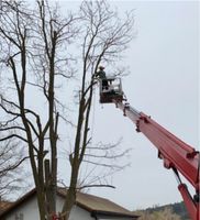 ❗Baumfällung, Stumpf/Hecke/Baum fällen /entfernen, Heckenschnitt❗ Bayern - Bruckberg bei Landshut Vorschau