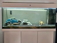 Aquarium, Juwel, mit Unterschrank, inkl. viel Zubehör, 180 L Baden-Württemberg - Waghäusel Vorschau