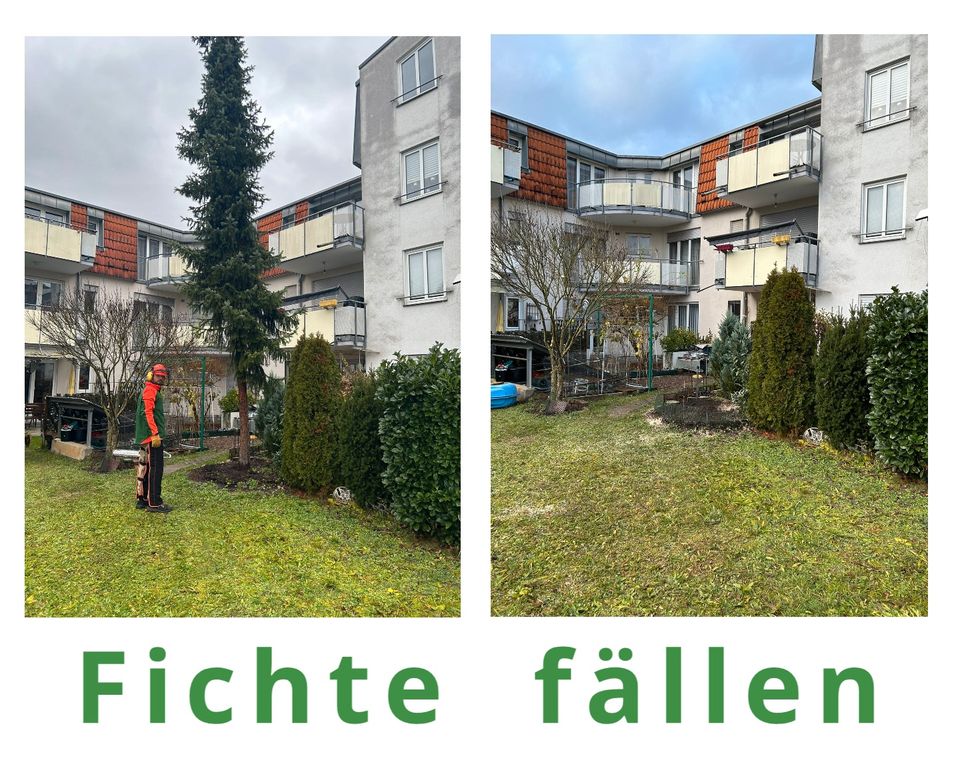 Baumfällung, Baumpflege, Heckenschnitt, Gartenpflege, Rasenpflege in Besigheim