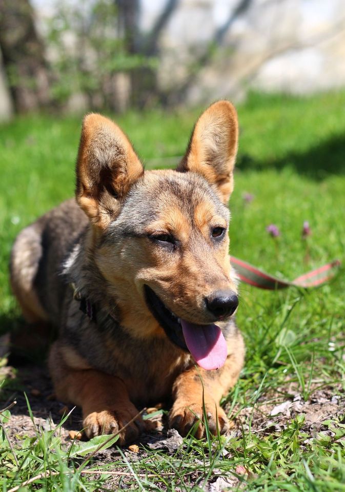 Tierschutz - freundliche Alma sucht eine liebevolle Familie! in Düsseldorf