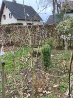 Apfelbaum Cox Buschobst Nordrhein-Westfalen - Hille Vorschau