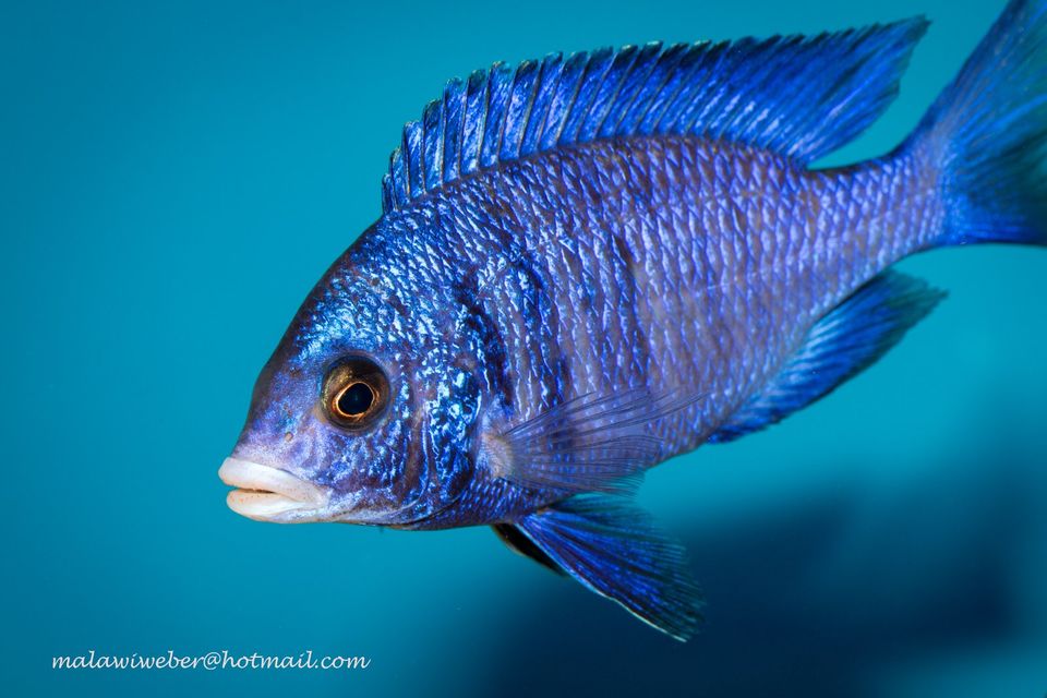 Sciaenochromis fryeri „ahli“ Malawi-Buntbarsch in Taura